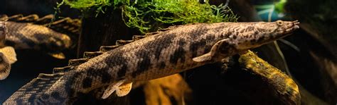 Saddled Bichir - Georgia Aquarium