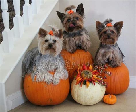 Halloween pups | Dogs | Pinterest | Halloween