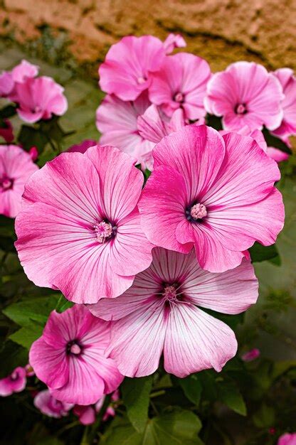 Premium Photo | Pink lavatera flowers in summer garden.