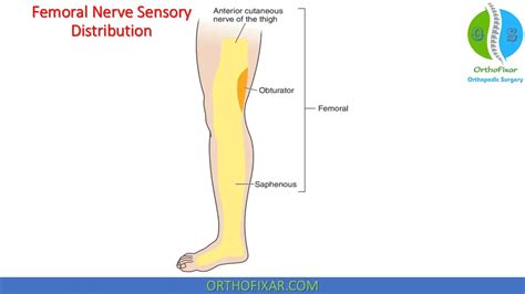 Femoral Nerve Stretch Test | OrthoFixar 2024