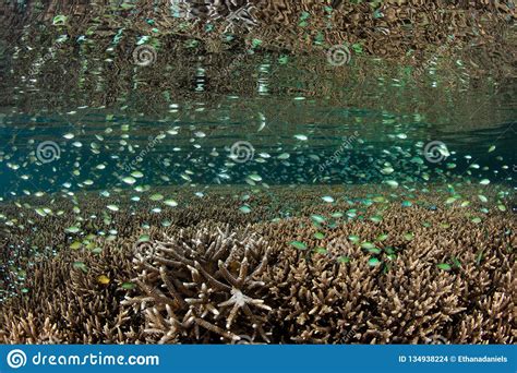 School of Blue-Green Damselfish and Coral in Raja Ampat Stock Photo - Image of landscape ...