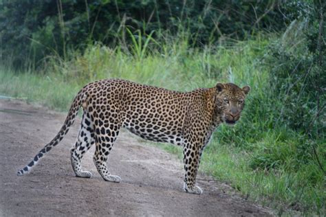 Experiecne the Western Shores of iSimangaliso Wetland Park