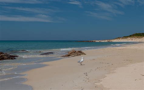 Silver Gull at the Beach Photograph by Thomas Kaestner - Fine Art America