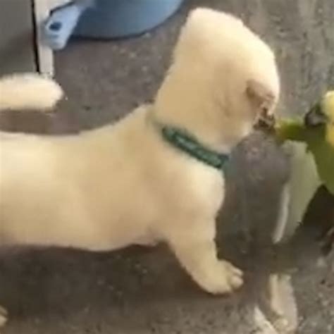 Video This puppy and parrot's bonding session is sure to make you smile ...