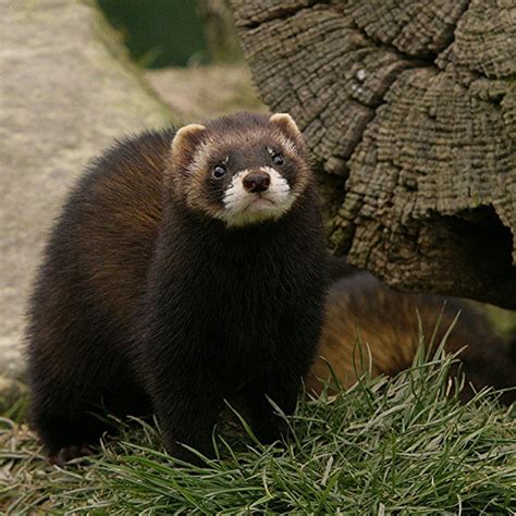 European Polecat Facts, Habitat, Diet, Pictures