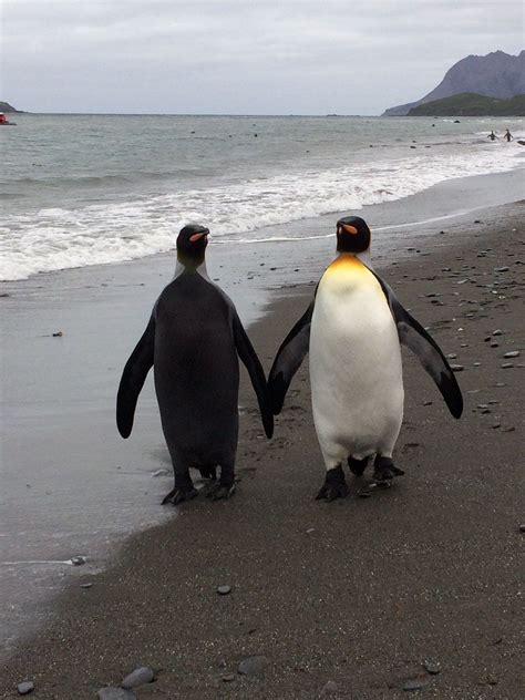 Normal and melanistic king penguins | Penguins, Melanistic, Pretty animals