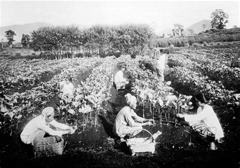 M0001609: Photograph depicting female cinchona plantation workers grafting Cinchona ledgeriana ...