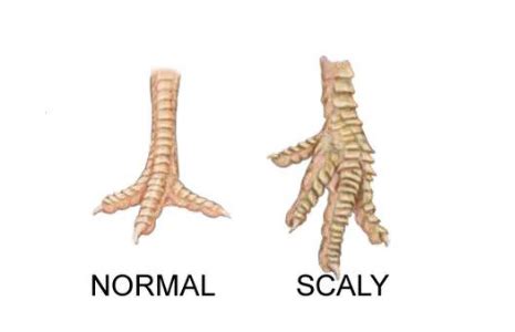 Dealing with Scaly Leg Mites in Chickens - Cackle Hatchery