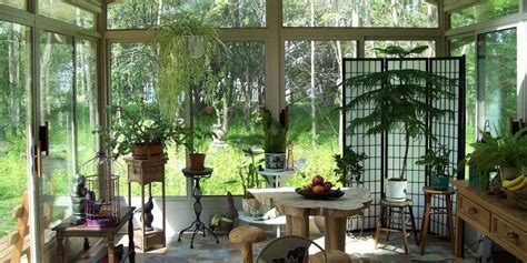 3 Beautiful Plants Perfect for a Sunroom - Patio Solutions