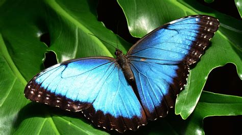 Diamante Blue Butterfly Garden Tour - Welcome to the Congo Canopy ...