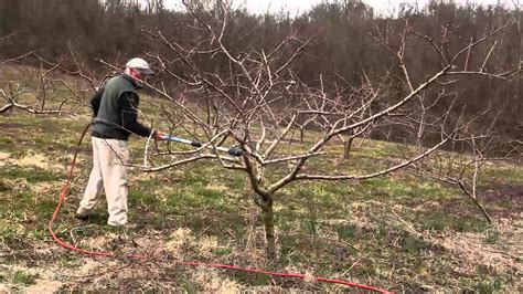 Peach Tree Pruning, April 1, 2013 - YouTube