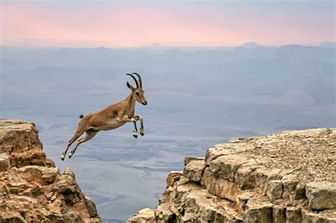 "A Nubian ibex in Israel's Negev. Credit: Archives" : r/Animals