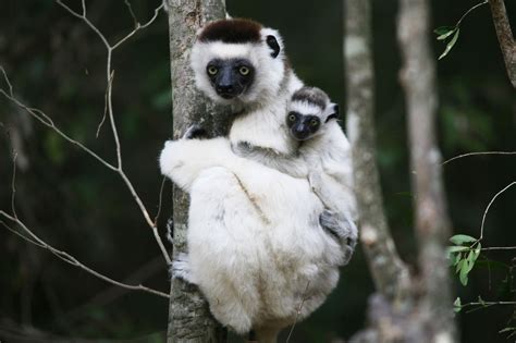 Madagascar-Wildlife-Tours-Itinerary-6_sifaka family - Reef and Rainforest Tours