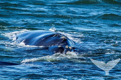 Whale mating season has started in Gansbaai - Africa Geographic