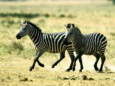 Top 20 Most Cute And Dashing Zebra Wallpapers In HD