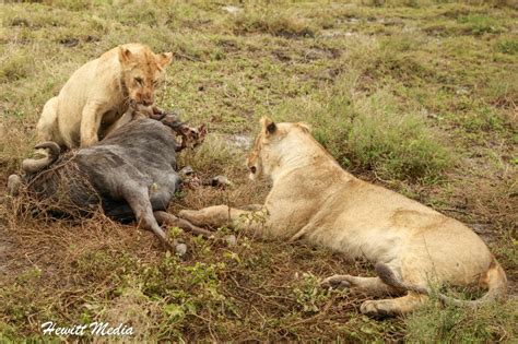 Camping in the Serengeti National Park