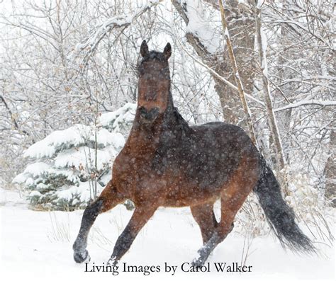 Horse Photography: Photographing Horses in the Snow Part 1 - Happy Holidays! - Living Images