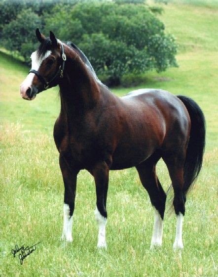 291 best Rare color Arabians images on Pinterest | Arabian horses ...