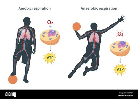 Difference between aerobic and anaerobic respiration Stock Photo - Alamy