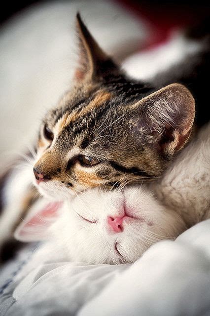 Cats Cuddling Pictures, Photos, and Images for Facebook, Tumblr, Pinterest, and Twitter