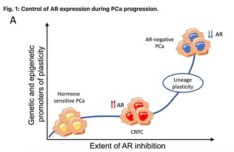 Is Testosterone Friend or Foe to Prostate Cancer?