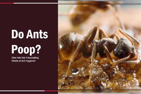 Do Ants Poop? How Often Do Ants Poop?