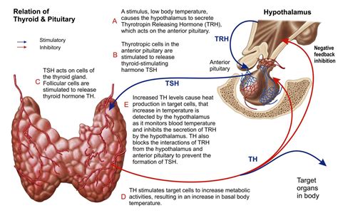 Hormones: Definition, Types, and Regulation