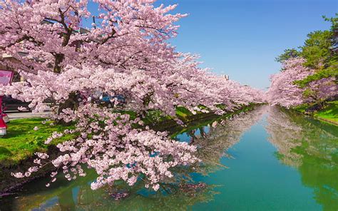 桜の木バラの花緑川川津町日本静岡県デスクトップ壁紙Hd携帯電話とラップトップHd 2560×1600、 HDデスクトップの壁紙 ...