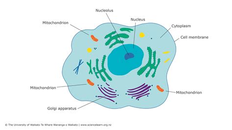 Mitochondria Diagram With Labels