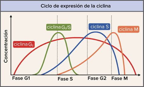 Etapas del ciclo celular donde se encuentran las moléculas reguladoras