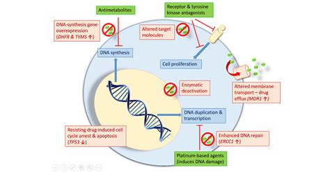 Classification of Neoplastic Drugs - www.medicoapps.org