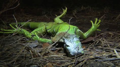 Cold-stunned iguanas falling from Florida trees: Here’s why