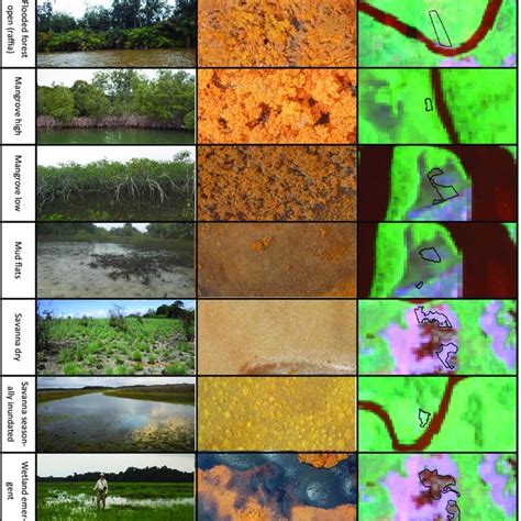 Nine wetland habitat types with associated photos on the ground (left ...