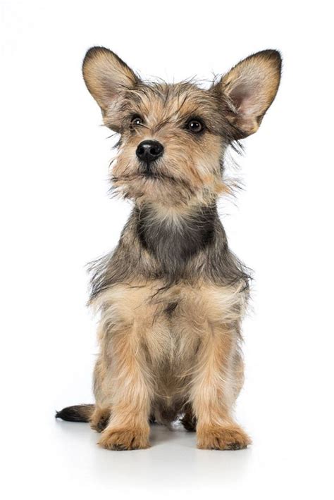 Purebred Vs Mutt - Are Mixed Breed Dogs Healthier? - The Happy Puppy Site