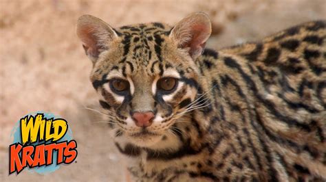 Ocelots: the world's cutest wildcat? | Wild Kratts "Spots in the Desert ...