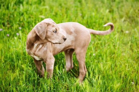 Black Mouth Cur Catahoula Mix