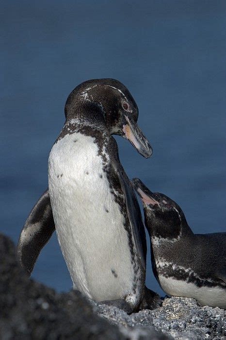 * A pair of Galapagos penguins. I was snorkeling in Galapagos and one of these came swimming by ...