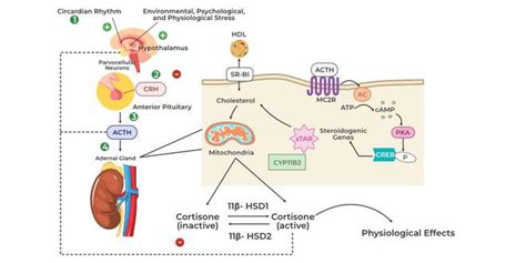 Glucocorticoid Signaling - Pathway, Receptor, Functions, Regulation