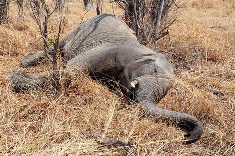 Elephants’ Unique and Sentient Interactions With Their Dead Studied