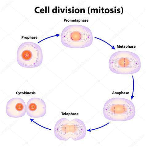 Cell division. Mitosis Stock Vector Image by ©edesignua #12647516