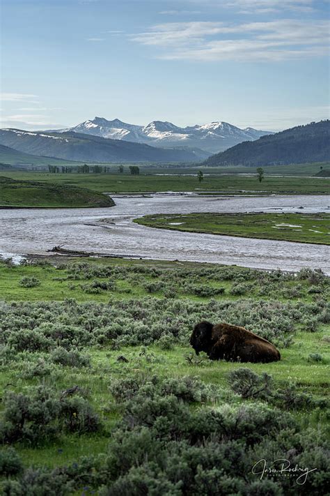 Lamar Valley at its Finest Photograph by Jason Roehrig - Fine Art America