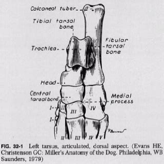 Left Tarsus, Canine. Dorsal aspect. | Tarsus, Canine, Rapid prototyping