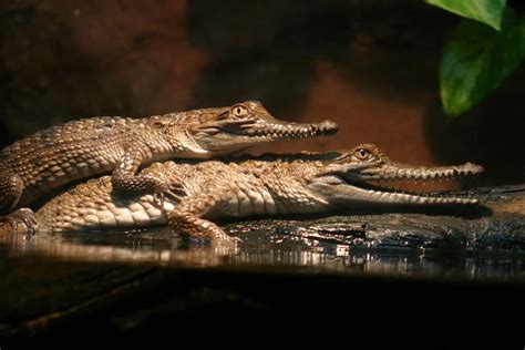 Animal Sex: How Crocodiles Do It | Animal Courtship & Mating | Live Science