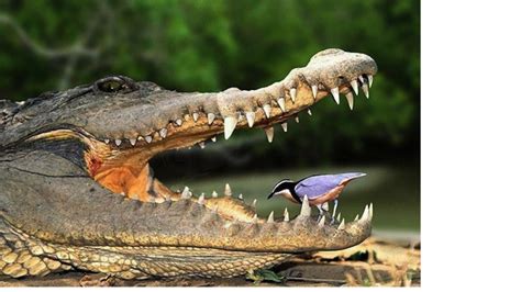 Crocodile And Bird Symbiosis - Crocodile