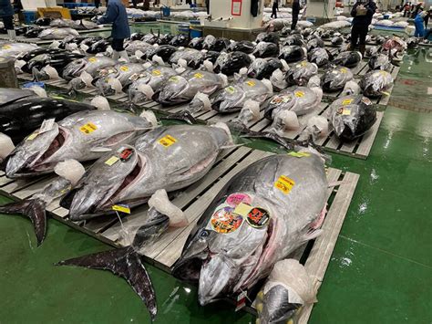 Tuna Auction at Toyosu Fish Market Complete Guide