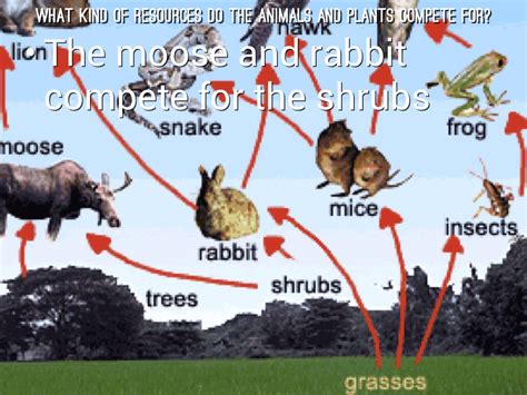 Terrestrial Ecosystem Animals