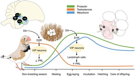 Phases of parental behavior in precocial and altricial birds. The ...