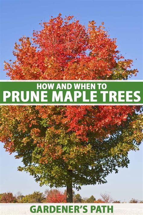 How and When to Prune Maple Trees | Gardener’s Path