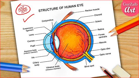 How to draw Labeled Human Eye diagram drawing / Colorful Eye Diagram ...