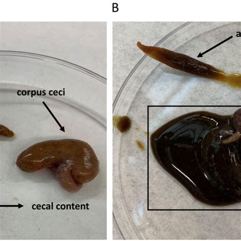 Cecal contents of antibiotic-arsenic co-exposed mice. Anatomy of cecum... | Download Scientific ...